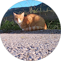 user_profile